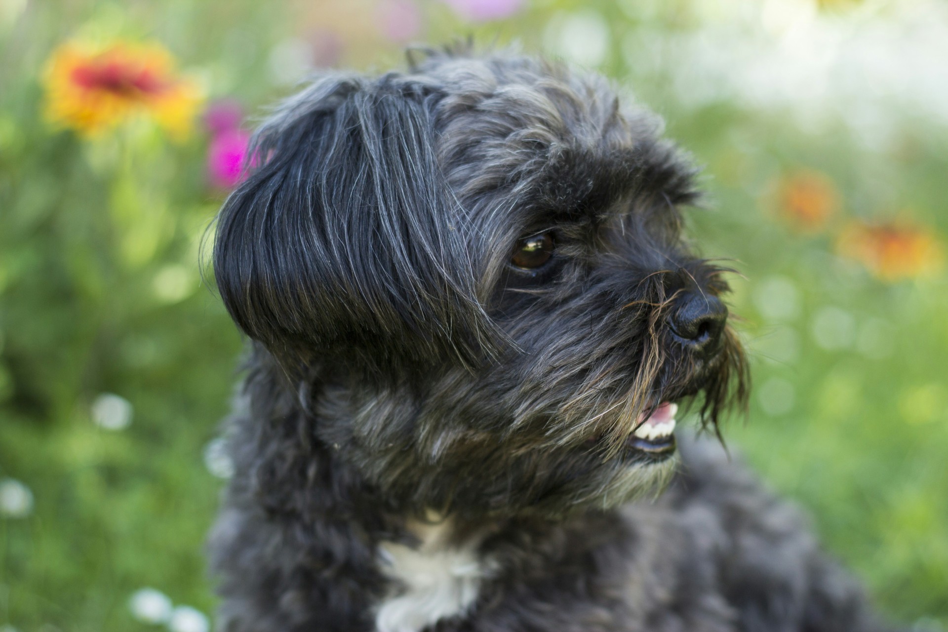 The Affenpinscher: A Small, Spirited Breed with a Big Personality