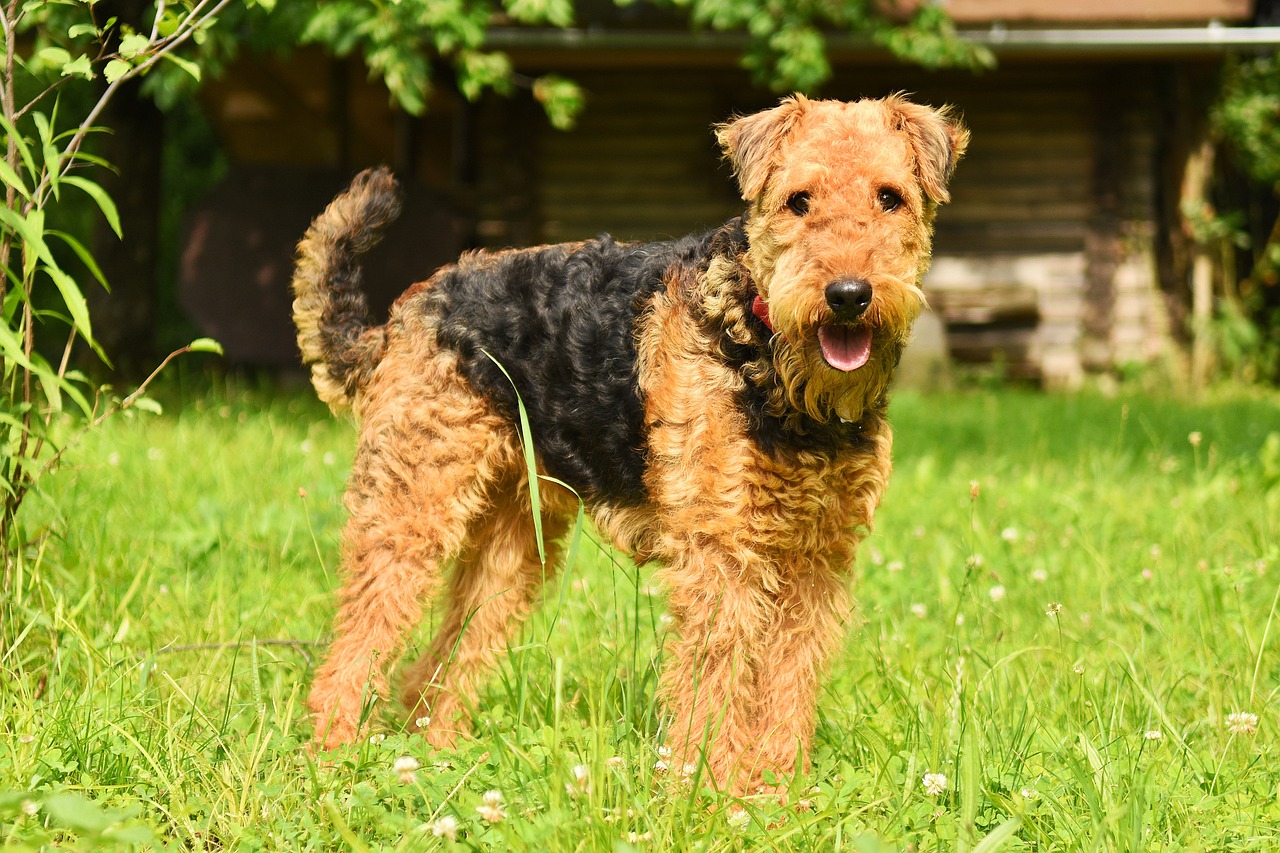 Airedale Terrier: The King of Terriers