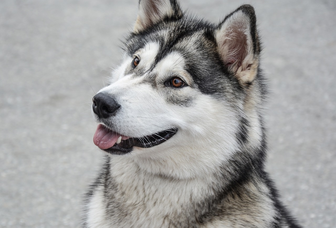 The Majestic Alaskan Malamute