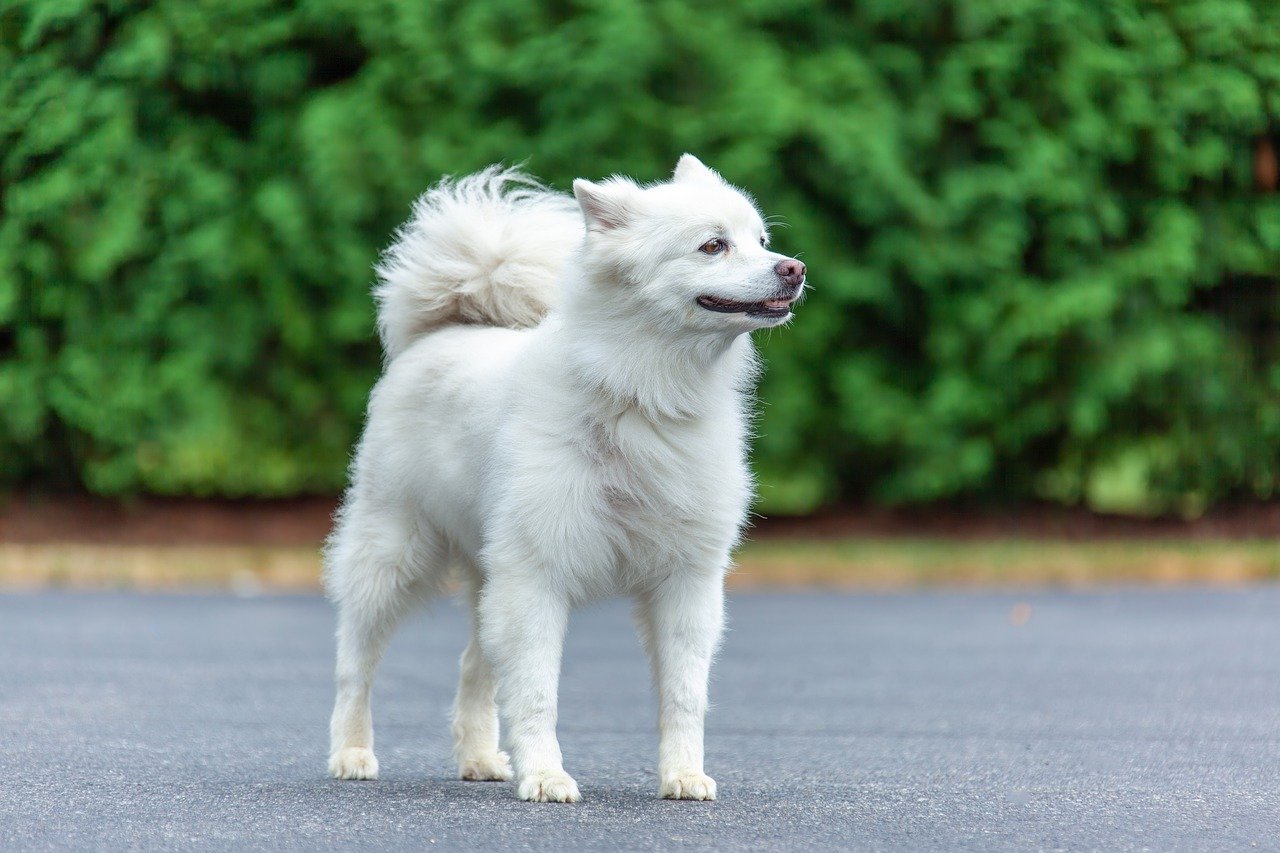 10 Facts You Didn’t Know About the American Eskimo Dog