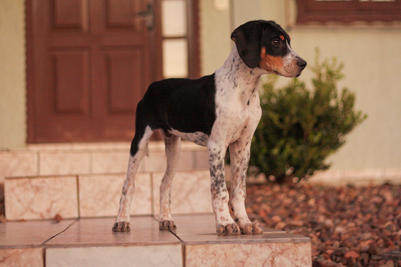The American Foxhound: A Versatile and Athletic Breed
