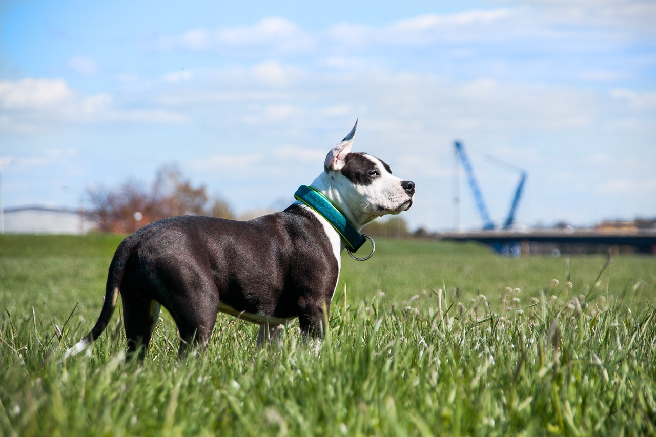 Top 10 Facts About the American Staffordshire Terrier
