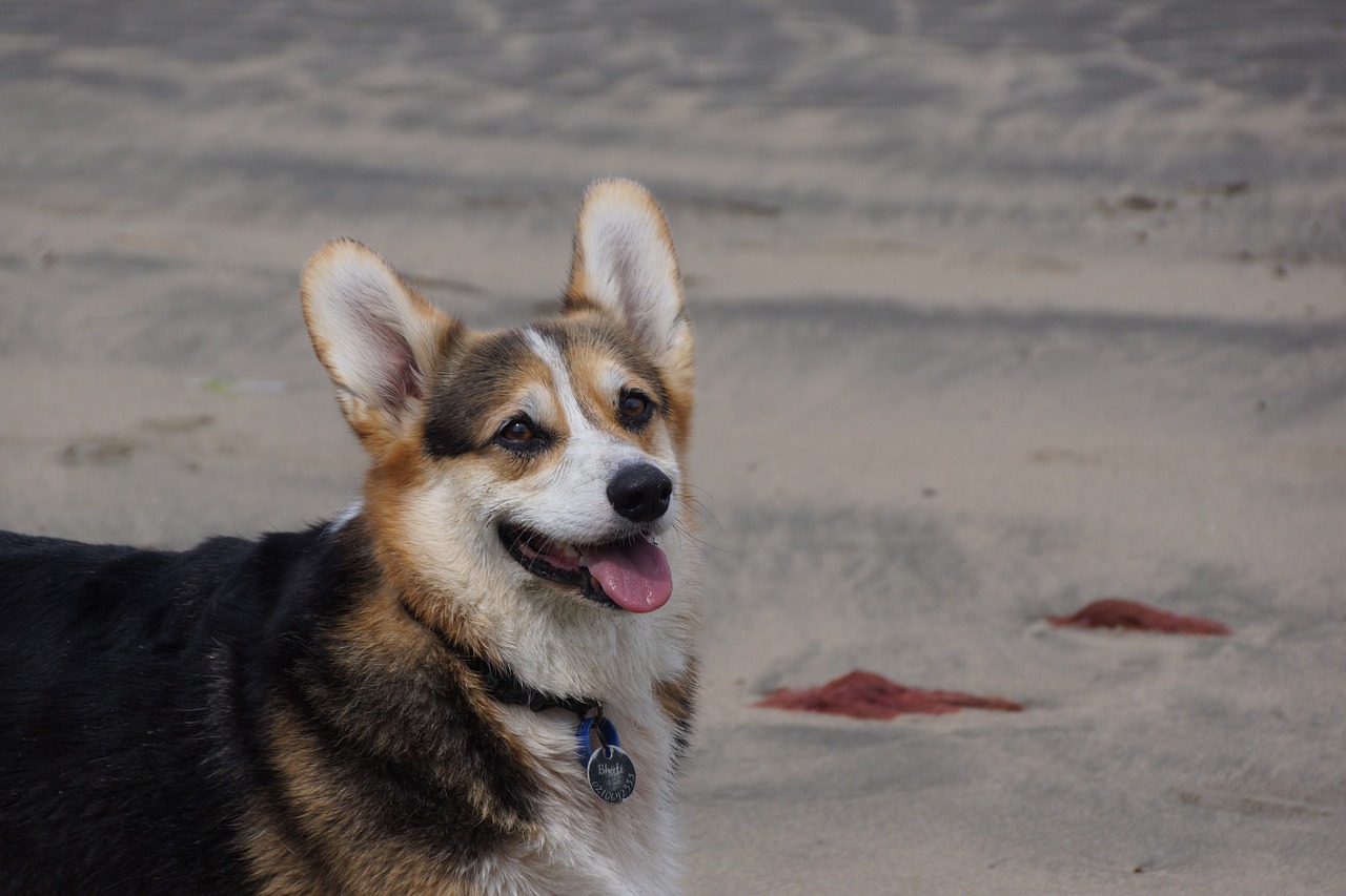 The History of the Australian Cattle Dog