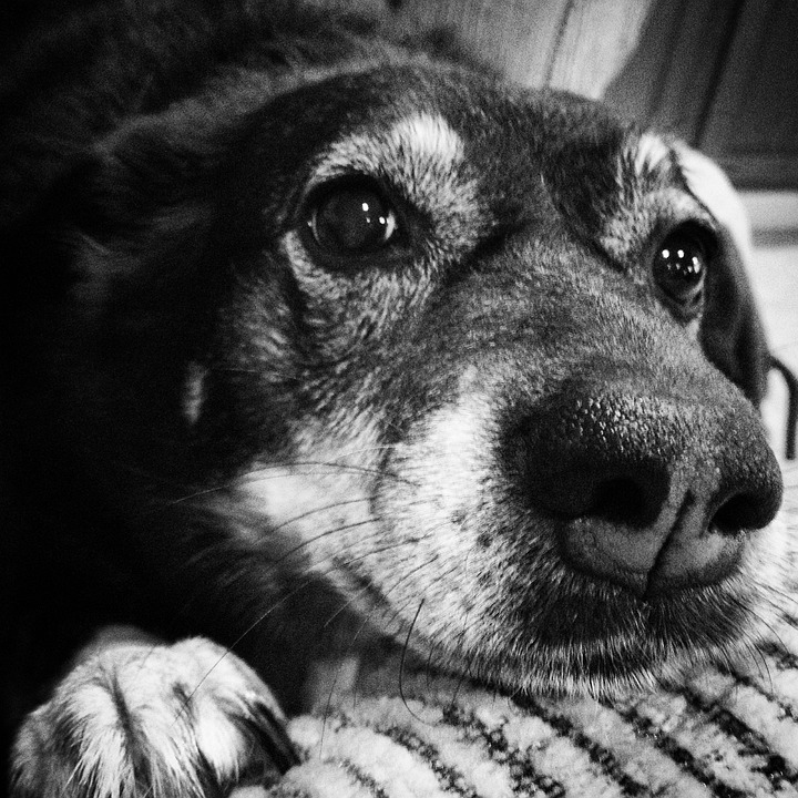 The Australian Kelpie: A Versatile Working Dog