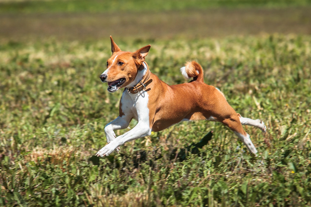 Basenji: A Unique and Ancient Breed