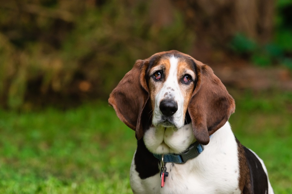 The History and Characteristics of Basset Hound