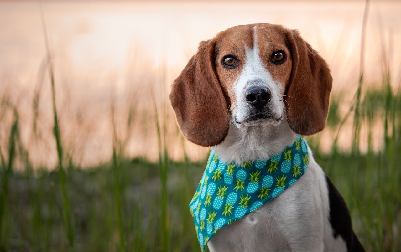 The Beagle: A Small Breed with a Big Personality