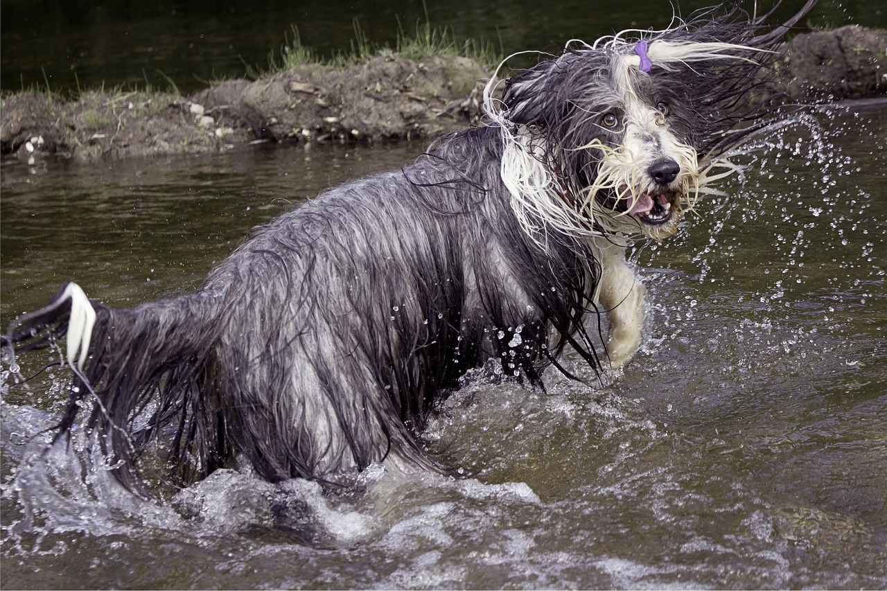 The History of Bearded Collies