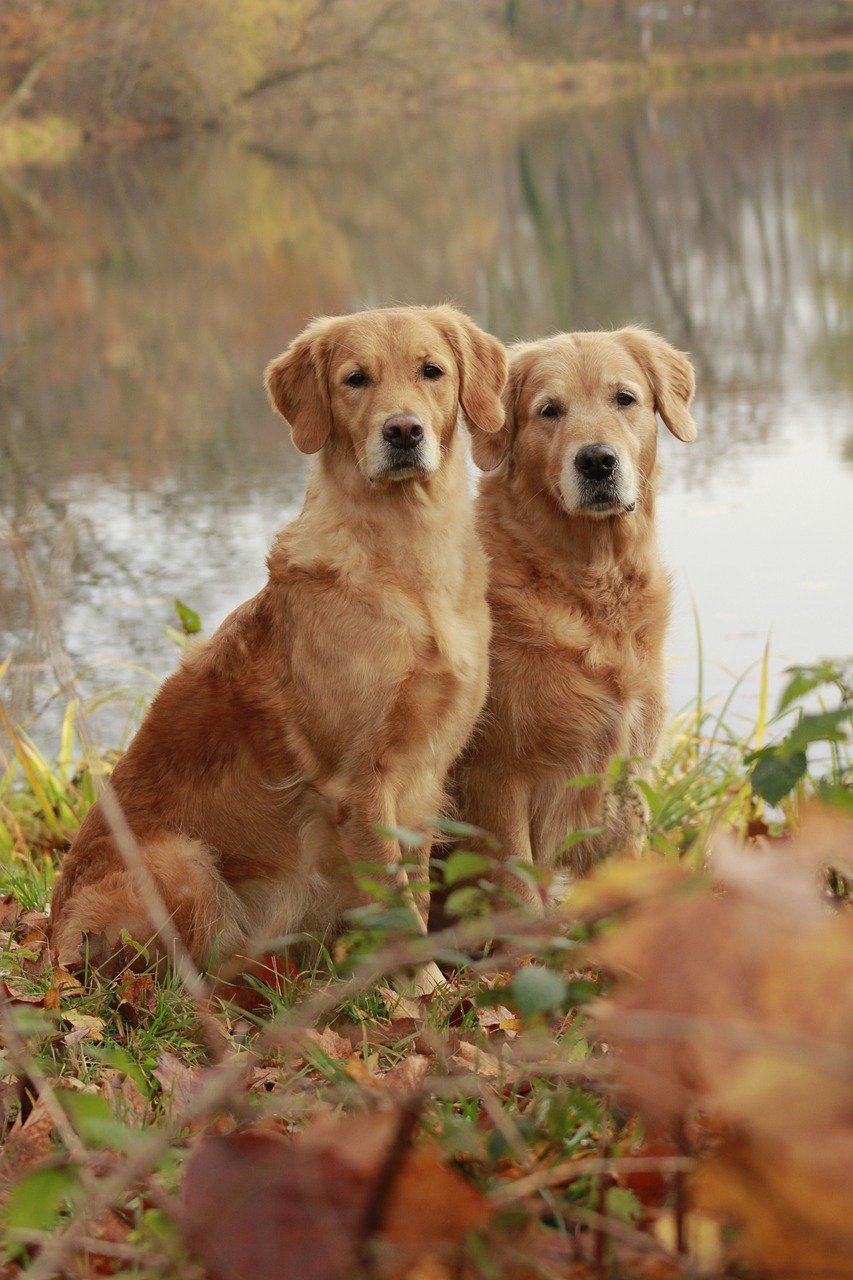 When is National Golden Retriever Day?