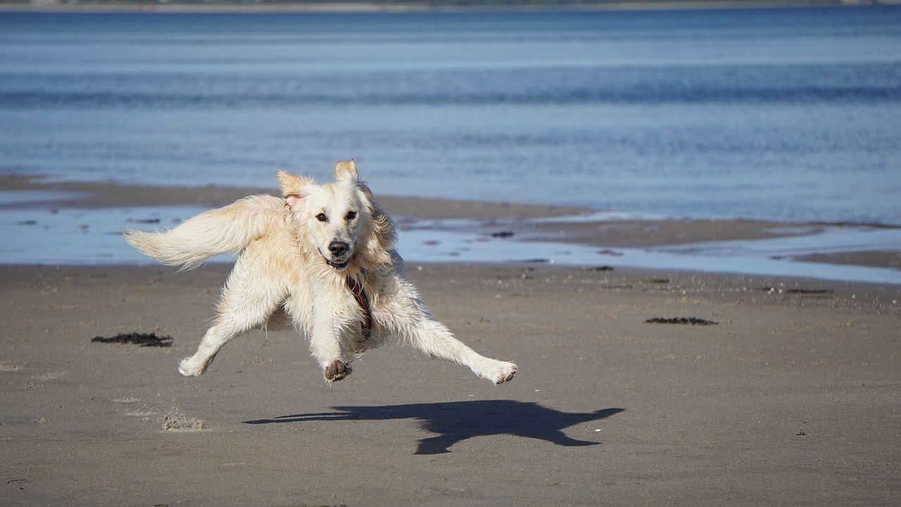 Best Dog-Friendly Beaches in Michigan