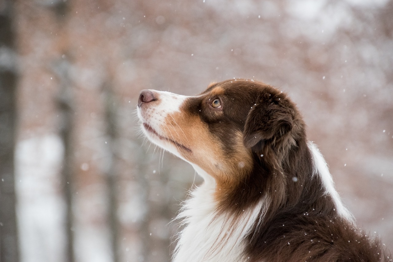 The History and Characteristics of the Australian Shepherd