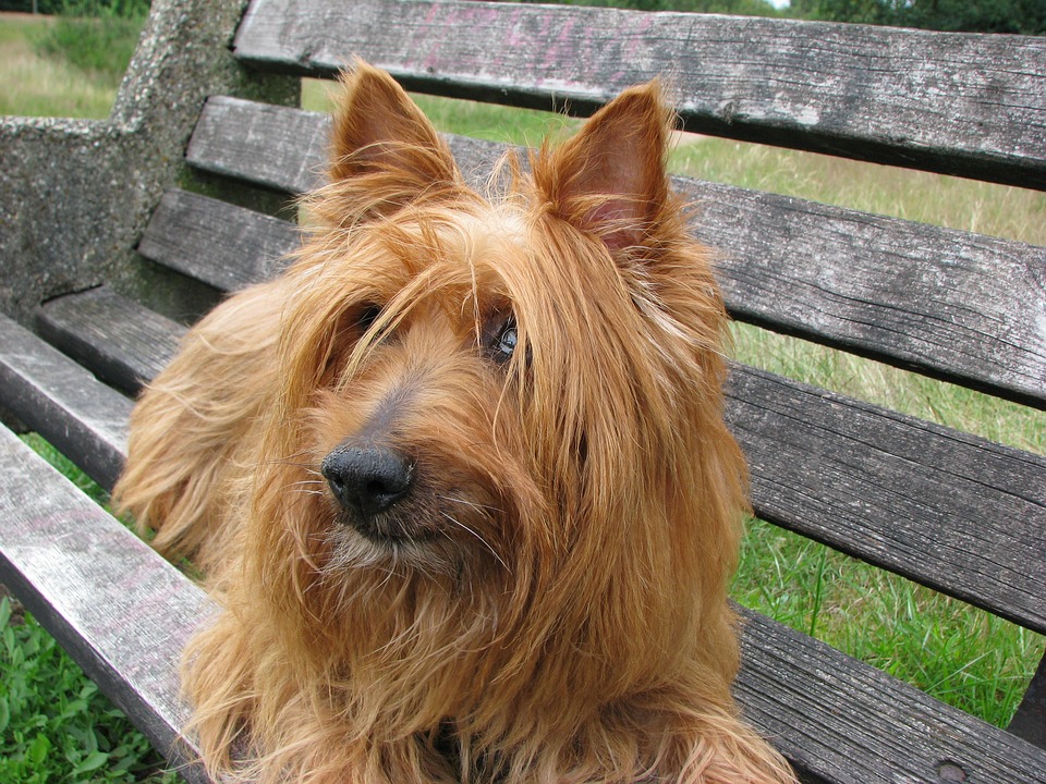 Everything You Need to Know About the Australian Terrier