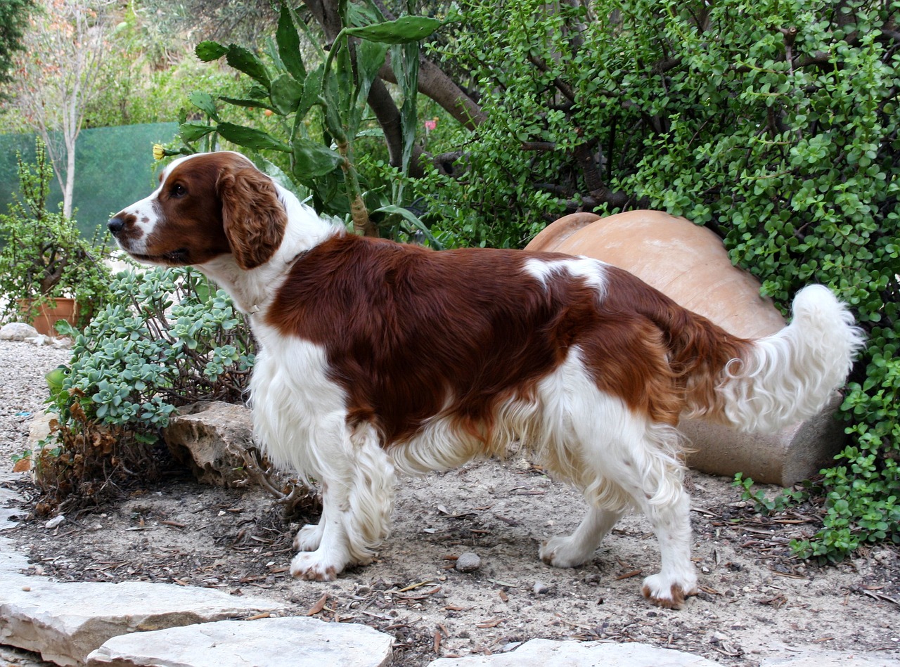 The Characteristics of a Welsh Springer Spaniel