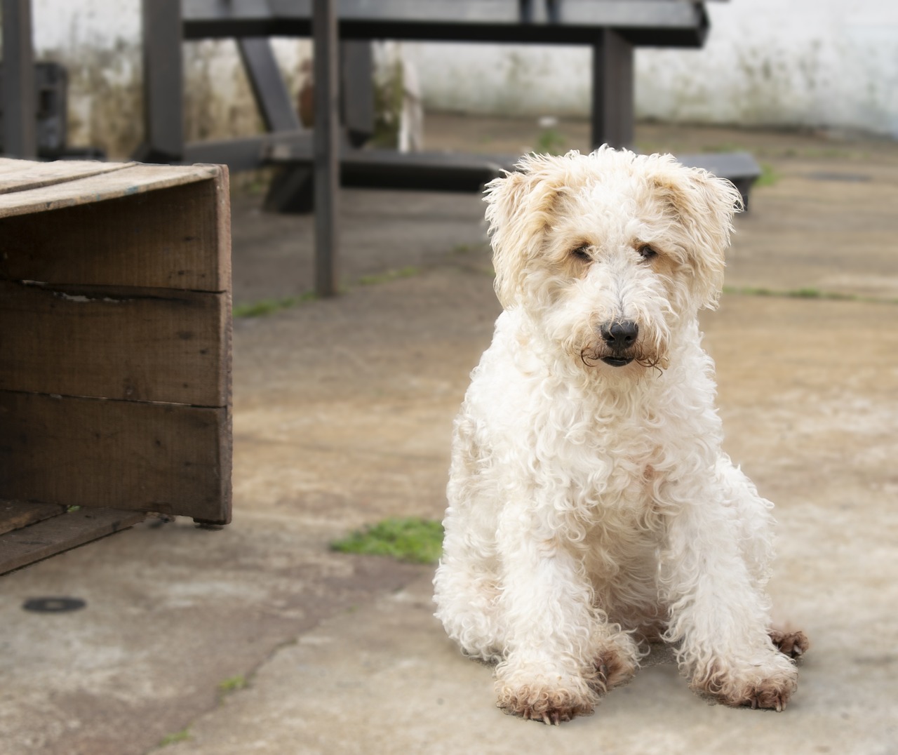 The History of the Wire Fox Terrier