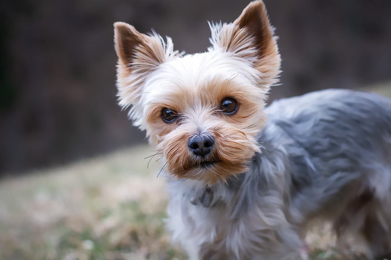 The History of Yorkshire Terriers